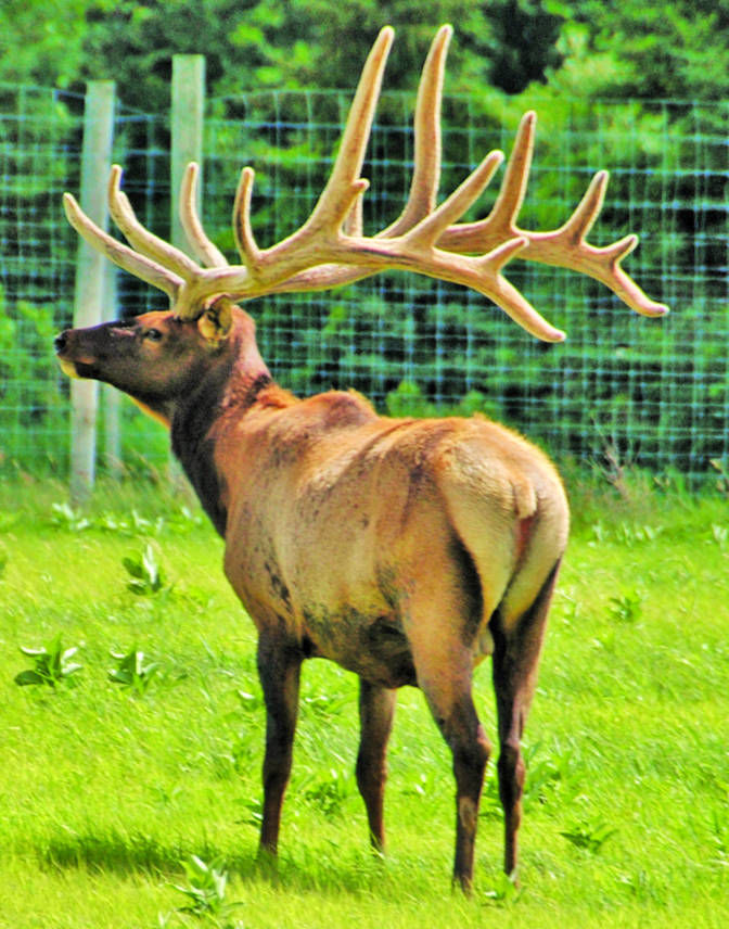 Elk